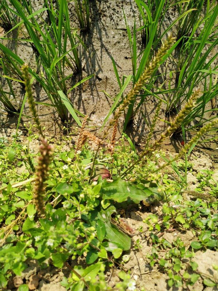 花盆裡的蕁麻草怎麼養最佳「專業回答」 -驍龍網