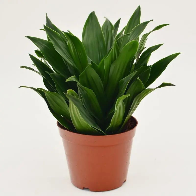 常见50种植物（50种常见的室内盆栽绿化植物）