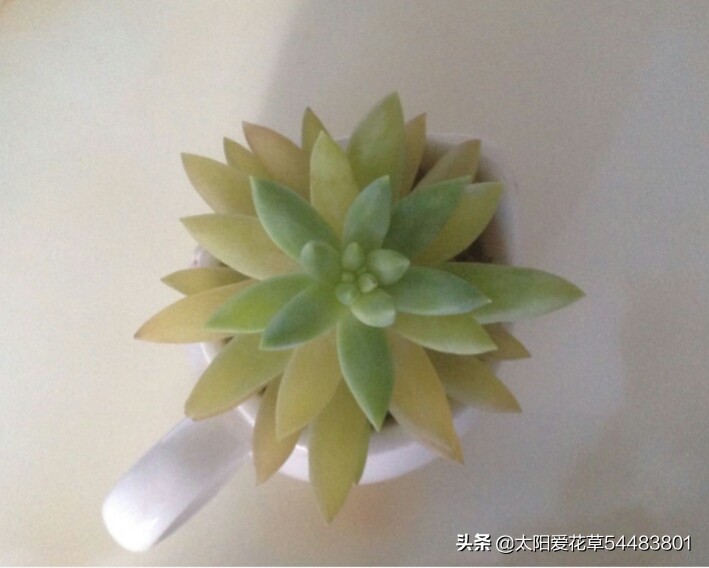 多肉黄叶了怎么办?解决办法来了
