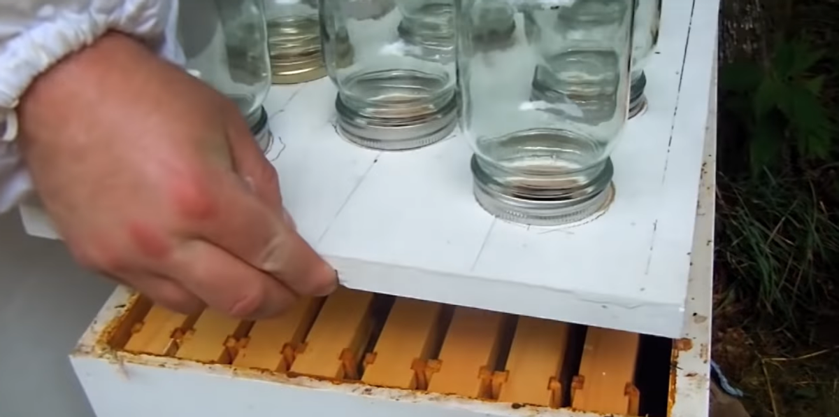 蜜蜂竟能养在玻璃罐里？央视报道过的新型养殖方式，你敢尝试吗