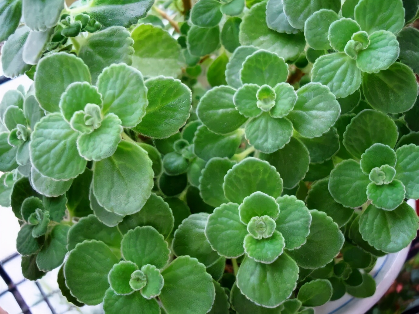 碰碰香开花的样子（适合热天养的香香花放客厅雅致）