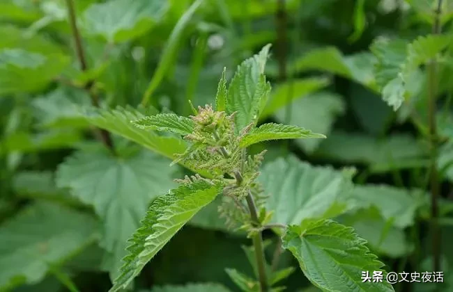 这些诗词中的植物名，你读对了吗？