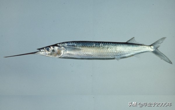 辽宁沿海地区市场上常见的鱼类您都认识吗？（之二）
