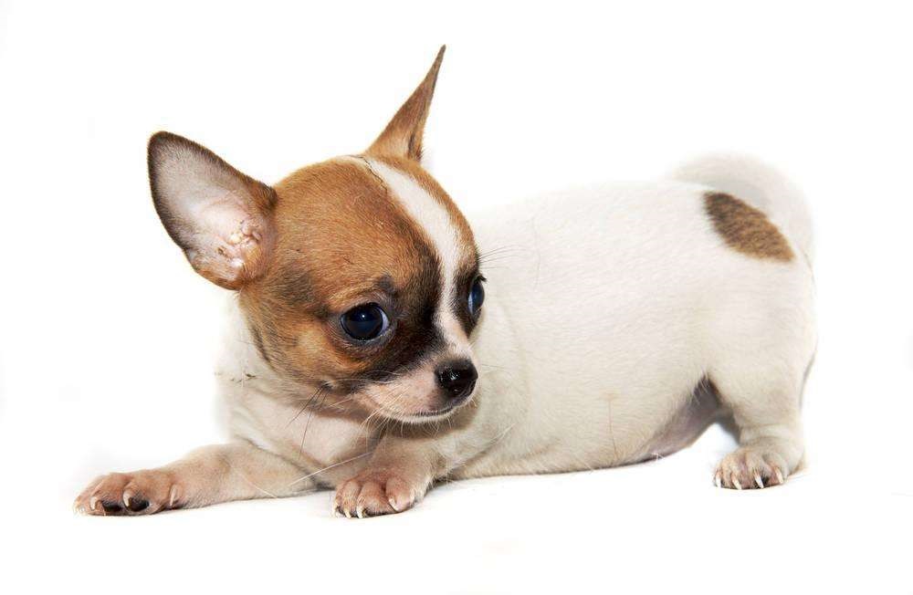 常见宠物狗大全:品种,简介,价格