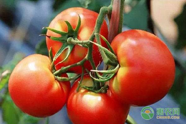 济阳西红柿今日价格「西红柿价格今日价」