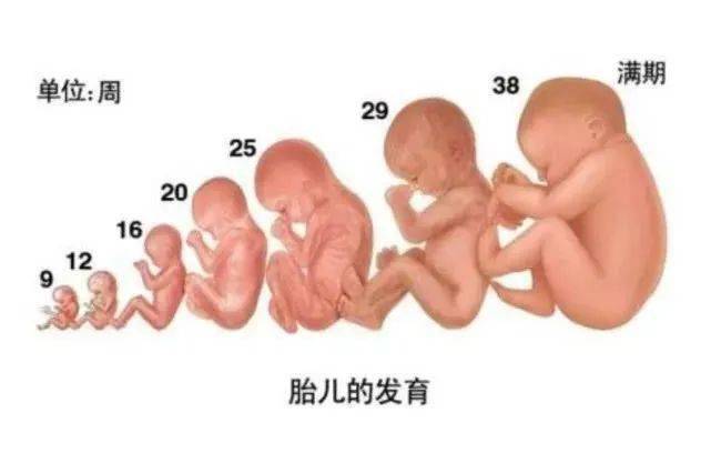 怀孕38周胎儿大小（怀孕37-40周胎儿发育情况）