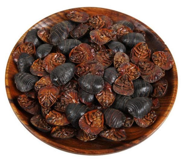 土鱉蟲價(jià)格,土鱉蟲價(jià)格多少錢一斤