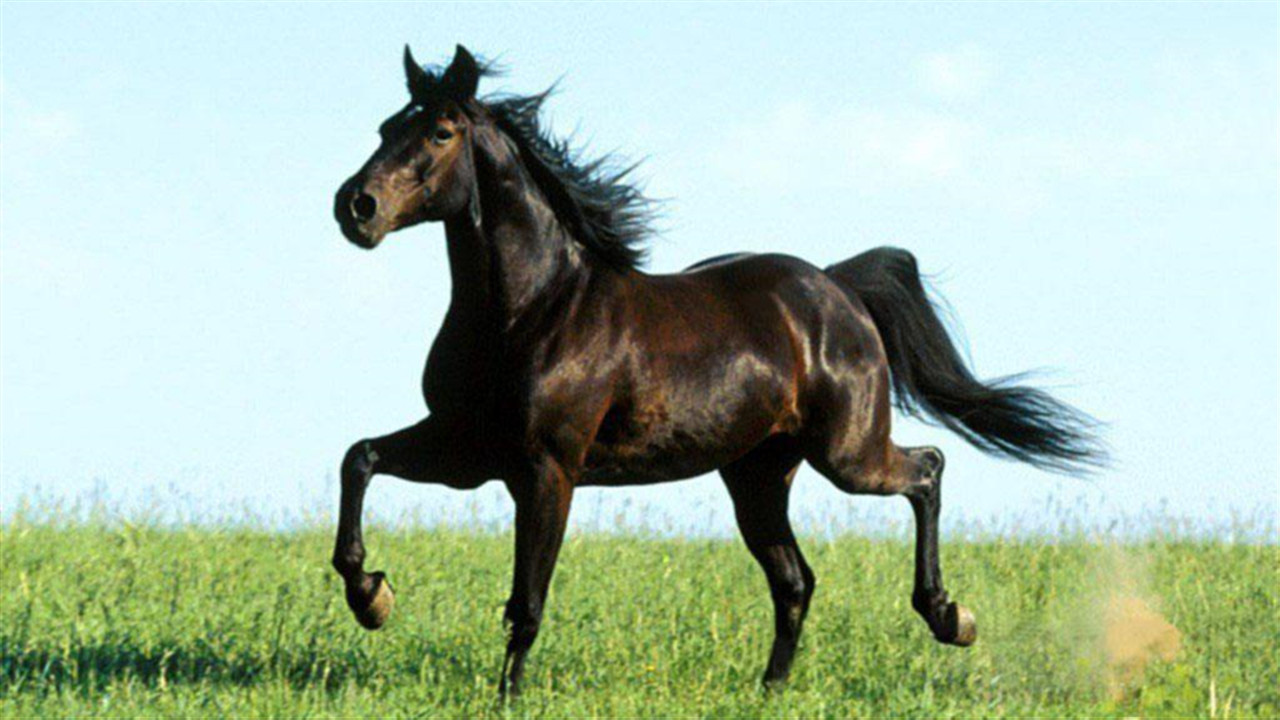 曹操的绝影和刘备的卢就曾经多次救过他们的性命,赤兔和踏雪乌云品阶