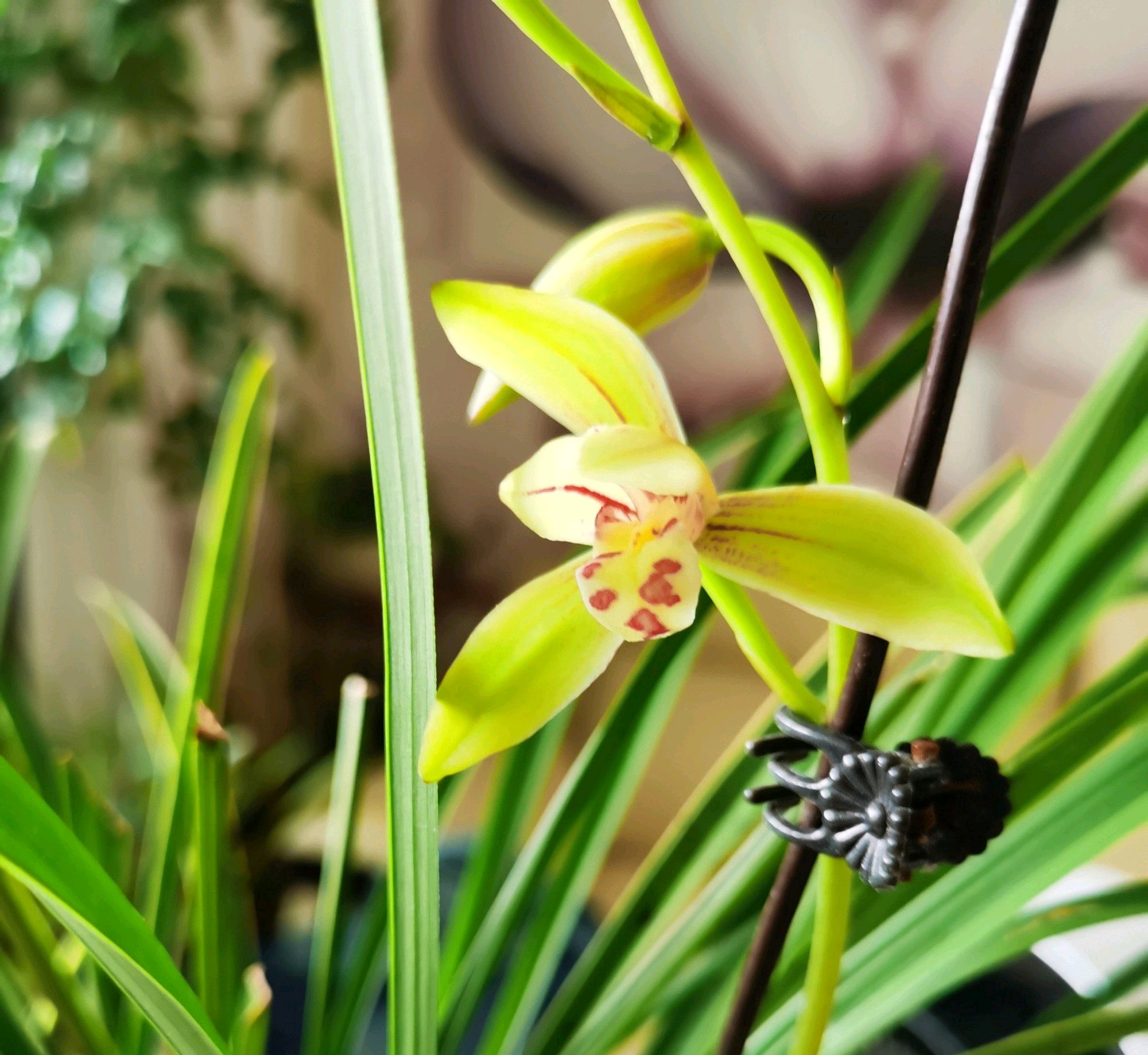 金边建兰为什么一直发芽不会开花?分盆换房子,花开不停歇