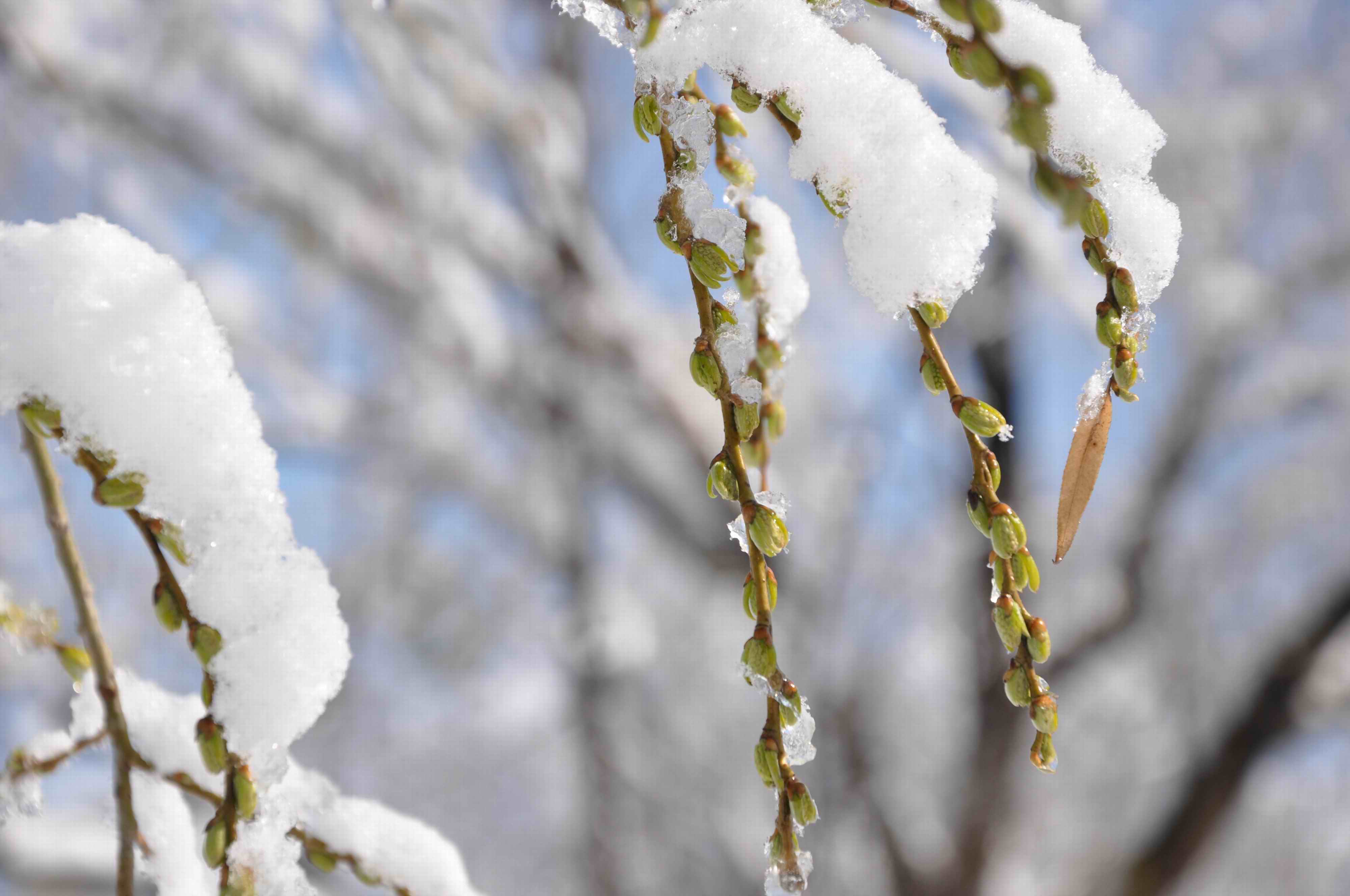 乡土散文:春雪留痕