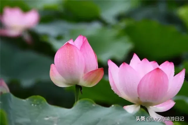 广东佛山顶级花卉世界称霸！一碧绿叶遮苍穹，十里秋荷十里香
