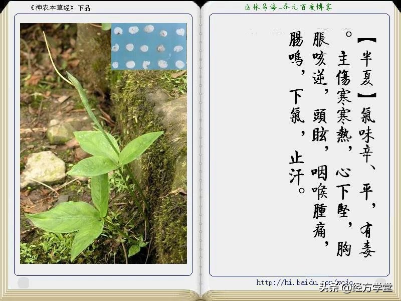 《神农本草经》全册图文解析 建议收藏