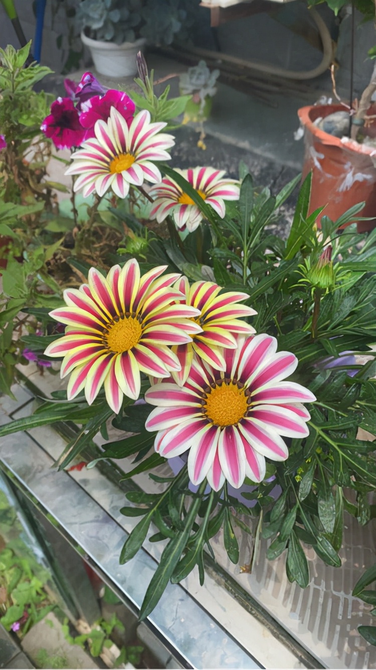 花草的图片大全（100种常见花图鉴一览表）