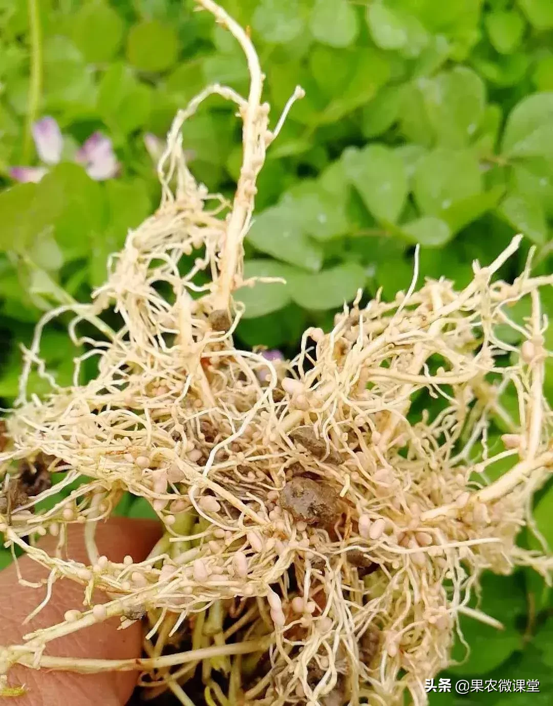 长柔毛野豌豆种子价格究竟是果园还是草原