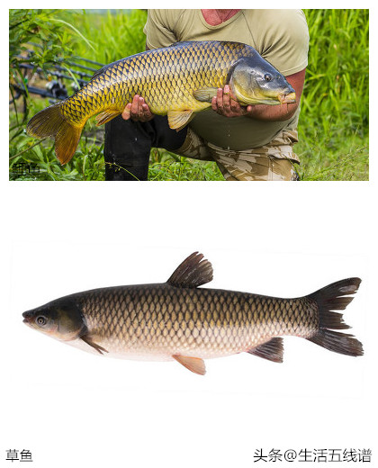 草鱼和鲤鱼的区别(鲤鱼和草鱼2种鱼的区分方法)