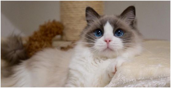 白色长毛猫（白色长毛猫蓝眼睛是什么品种）-第7张图片