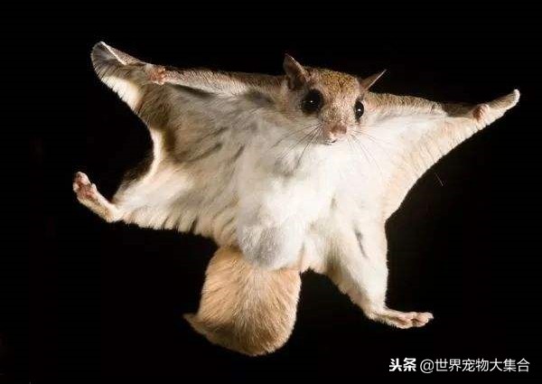 会飞的鼠类宠物大眼飞鼠,另一种类似蜜袋鼯的宠物
