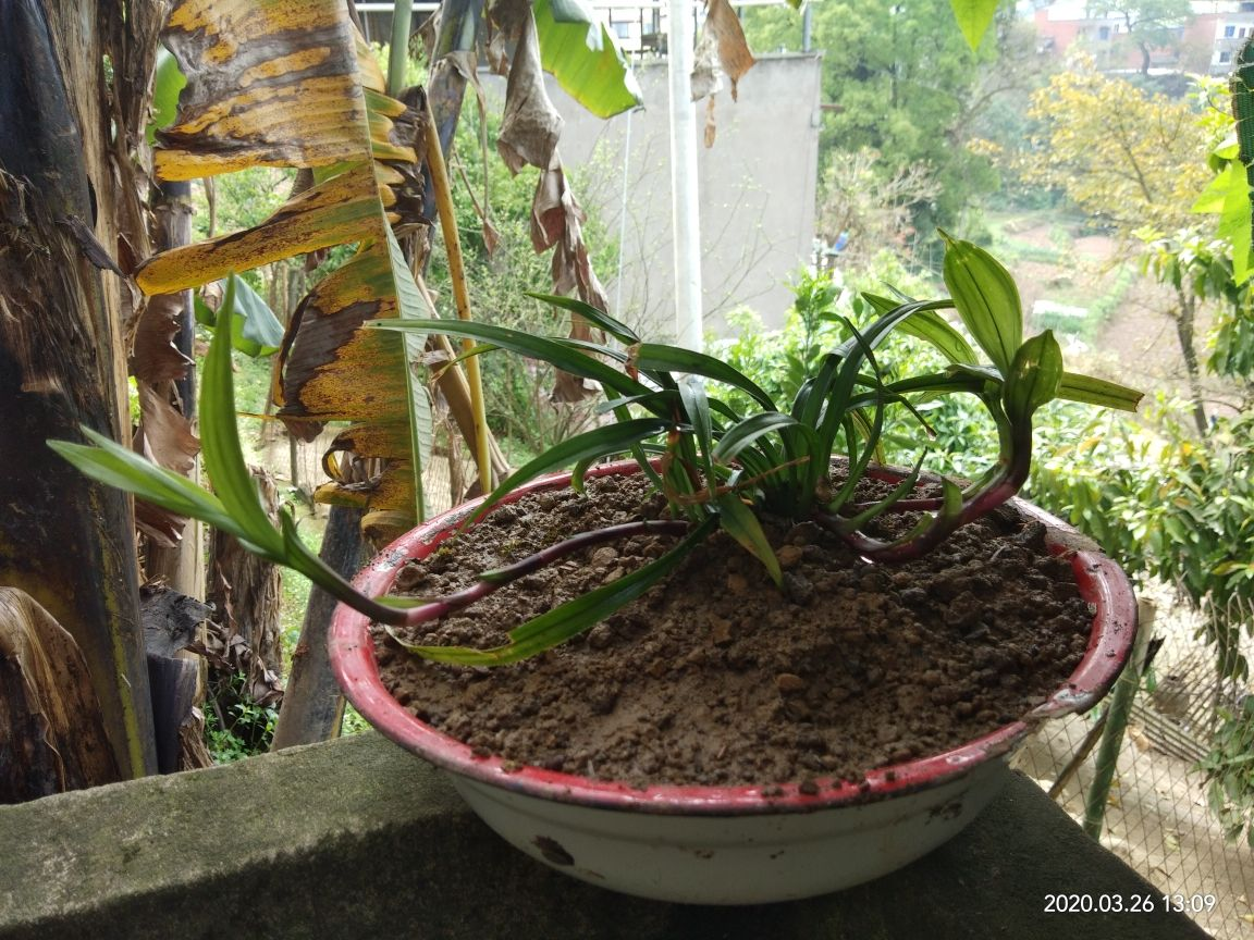 营养土的配制方法（教你1招自制花卉营养土）