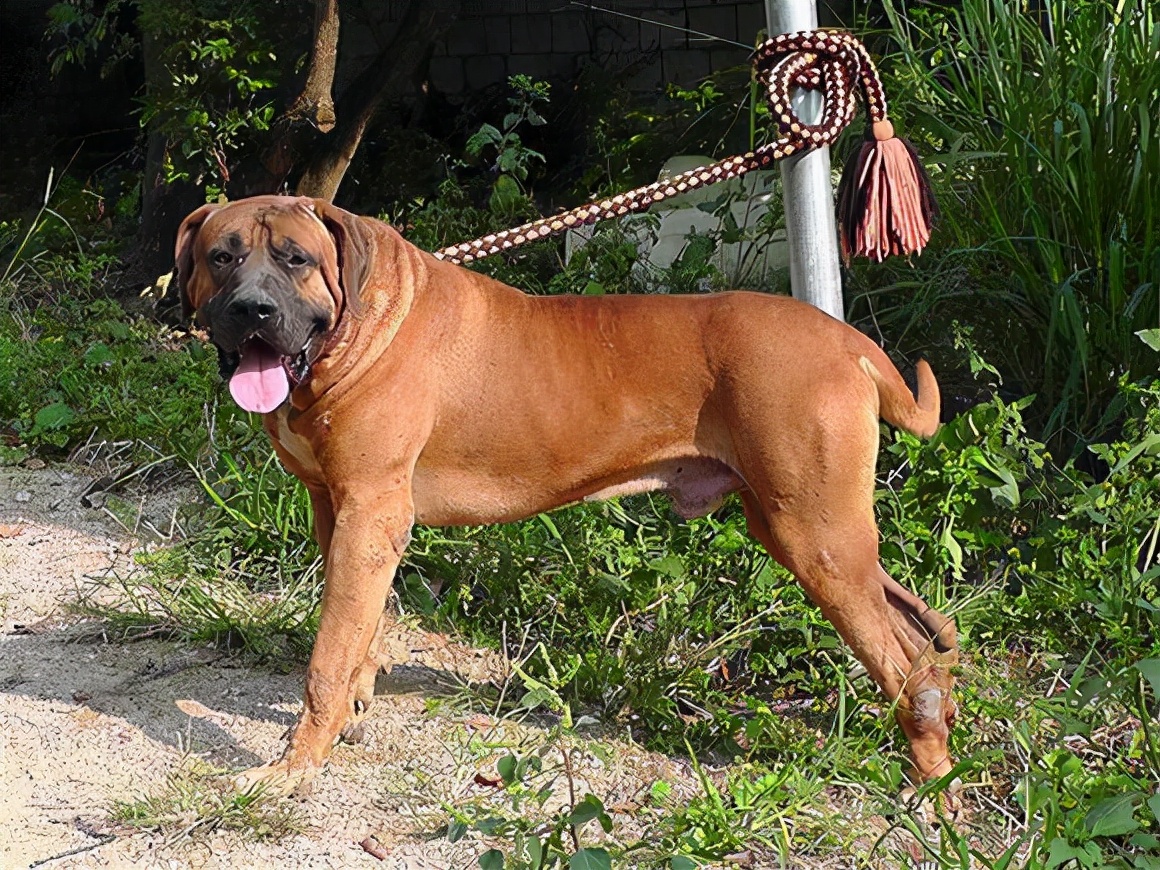 世界上最凶猛的十种狗,就连藏獒都只能屈居第二