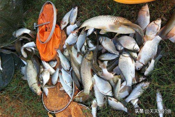 釣鯽魚餌料配方（五款自制餌料配方，鯽魚瘋狂著迷，雜魚不沾，盛夏野釣大板鯽必備）