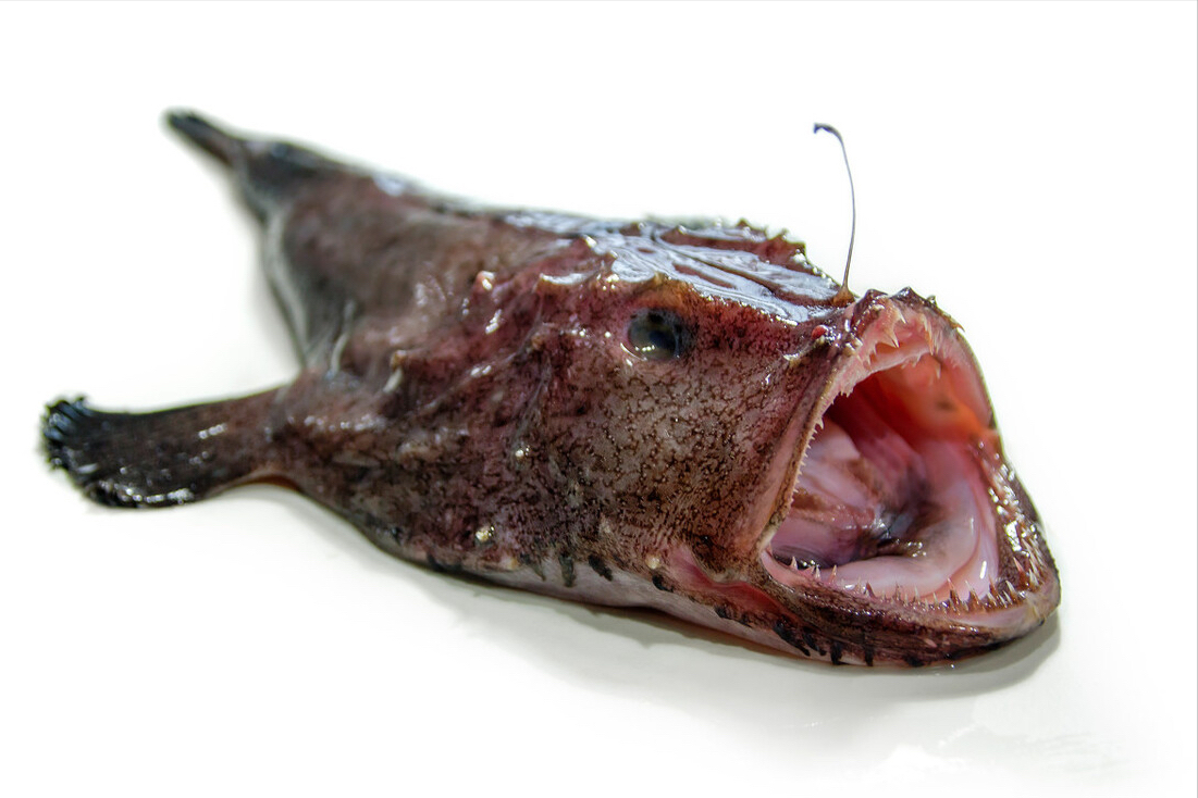 买鱼:会吃的行家爱挑7种海鱼,较难人工养殖,野生肉质鲜
