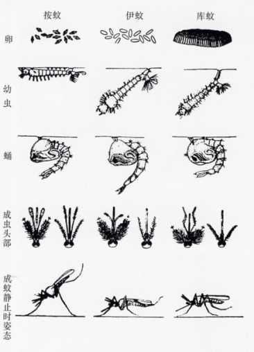 家里的蚊子是怎么产生的（蚊子的种类及不同种类的区别）