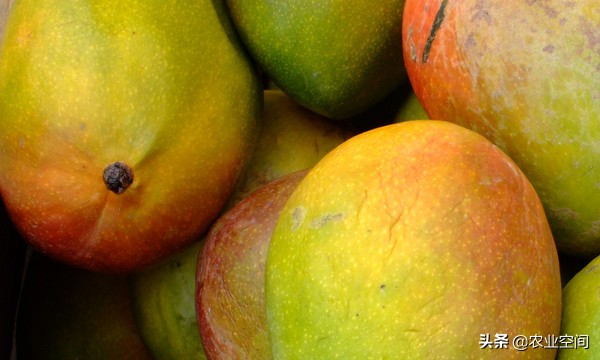 芒果-芒果的储存保鲜方法（芒果贮存方法）