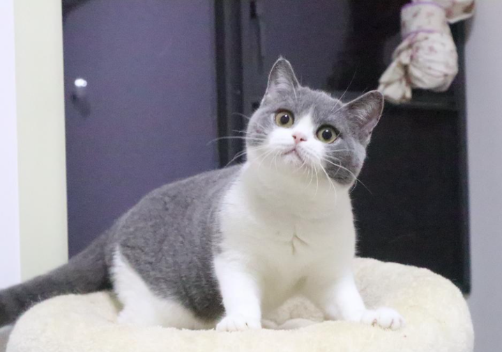母英短猫因为以后要照顾小猫咪,所以母英短猫的性格会更温顺,更成熟
