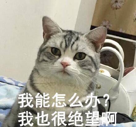 美短银虎斑,美短银虎斑猫多少钱一只