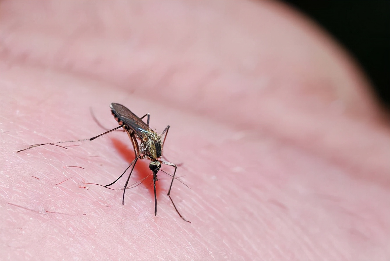 冬天家里的蚊子是哪里来的?怎么消灭它们?