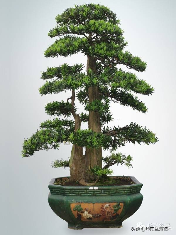 第一招财树——罗汉松,珍稀品种知多少?