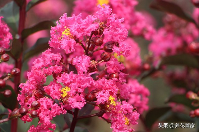 谁说花无“百日红”？紫薇，从诗词里走出来