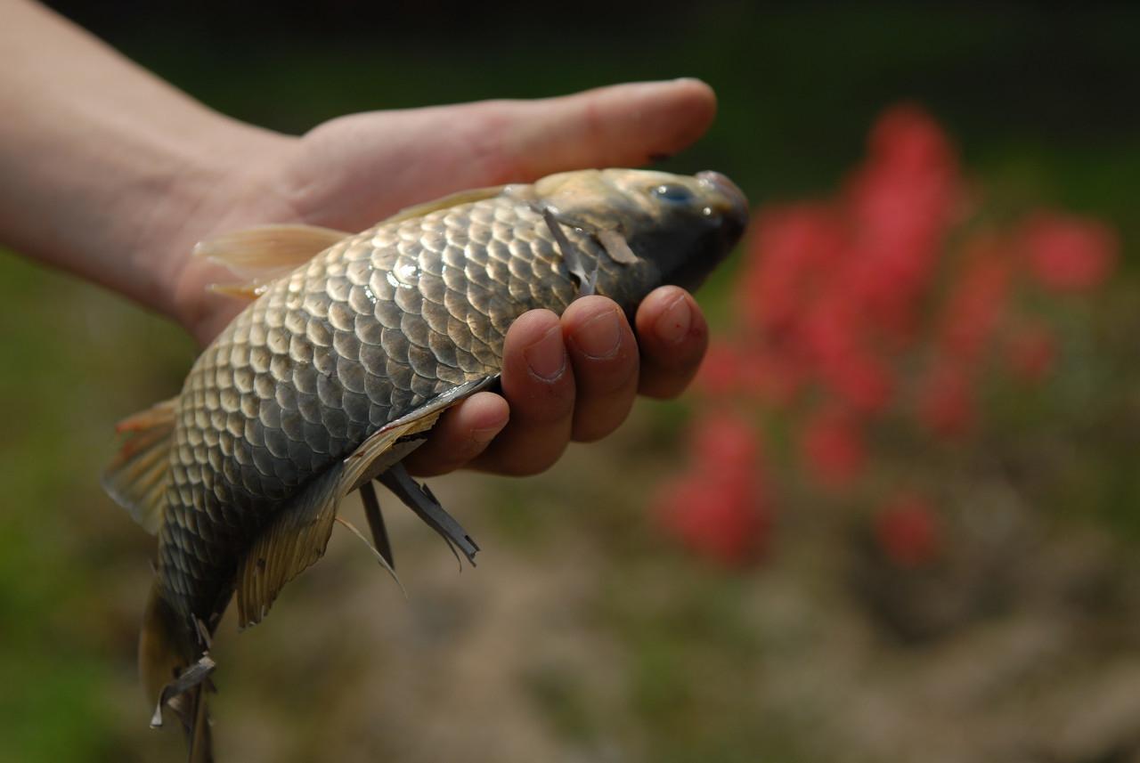 枣核型浮漂的优缺点（枣核型浮漂和细长身浮漂）-第4张图片-巴山号