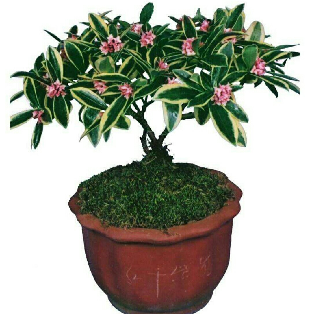 瑞香树姿优美,枝条苍劲,枝叶婆娑丰满,美姿且潇洒.