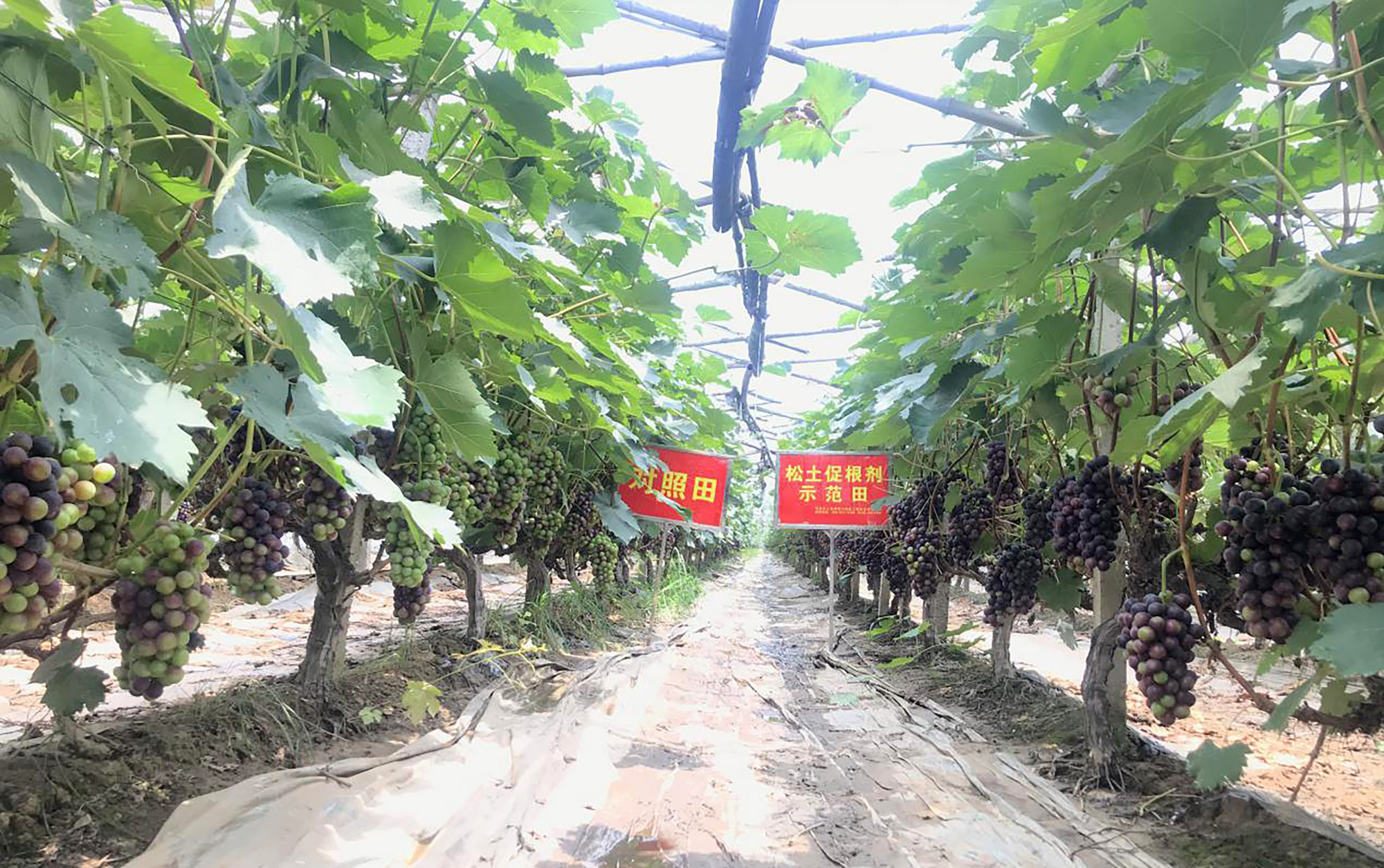 土壤培肥科學施肥才是農業種植提質增產的核心
