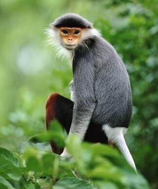 中国白臀叶猴(中国白臀叶猴在中国境内是否灭绝)-图3