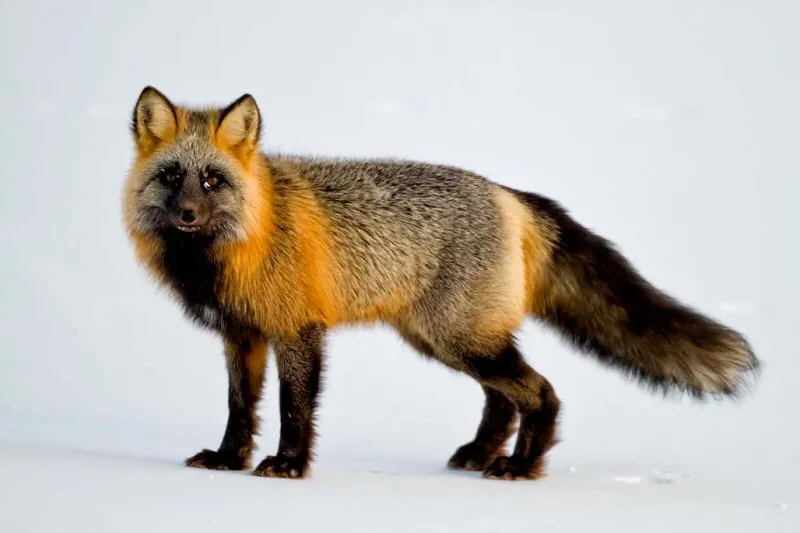 世界各地非常漂亮的10种狐狸（狐狸图片）