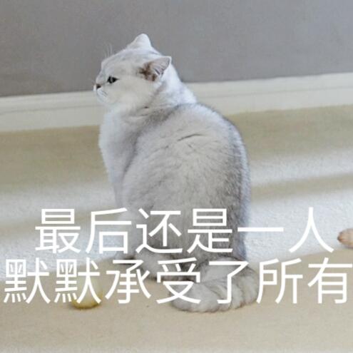 蒂姆嘟嘟tim猫品种(今天的猫猫也是元气满满呢)