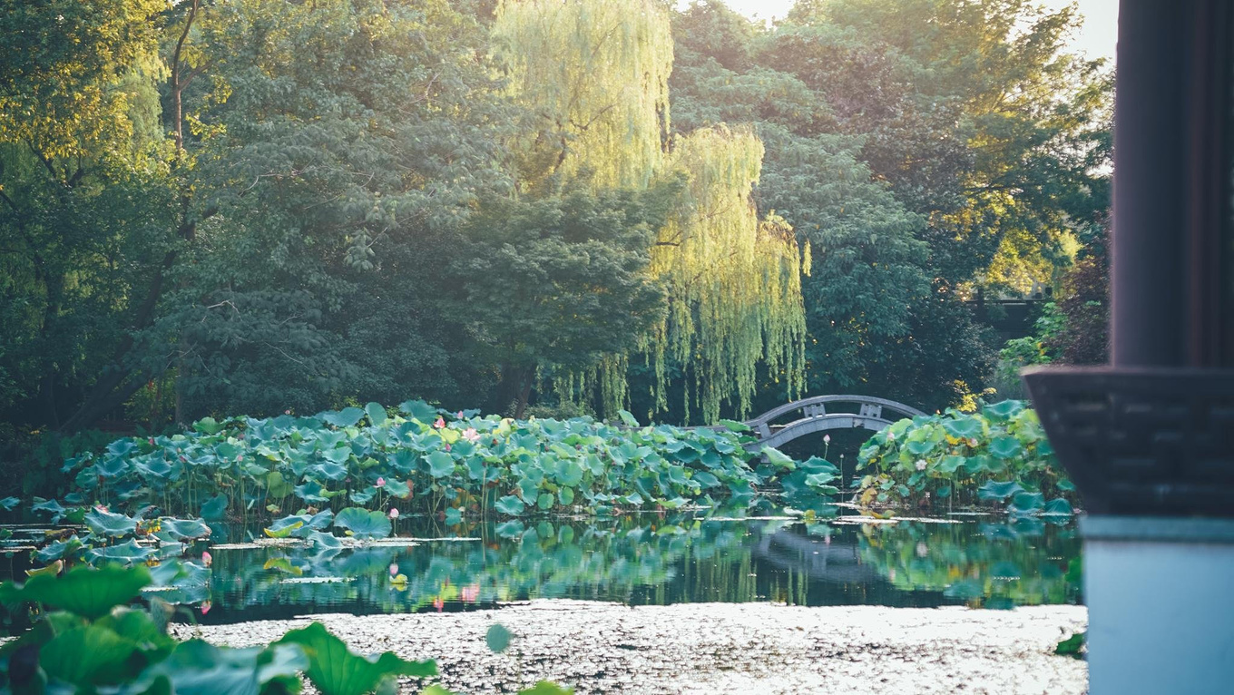 曲院风荷：夏日西湖赏荷花指南