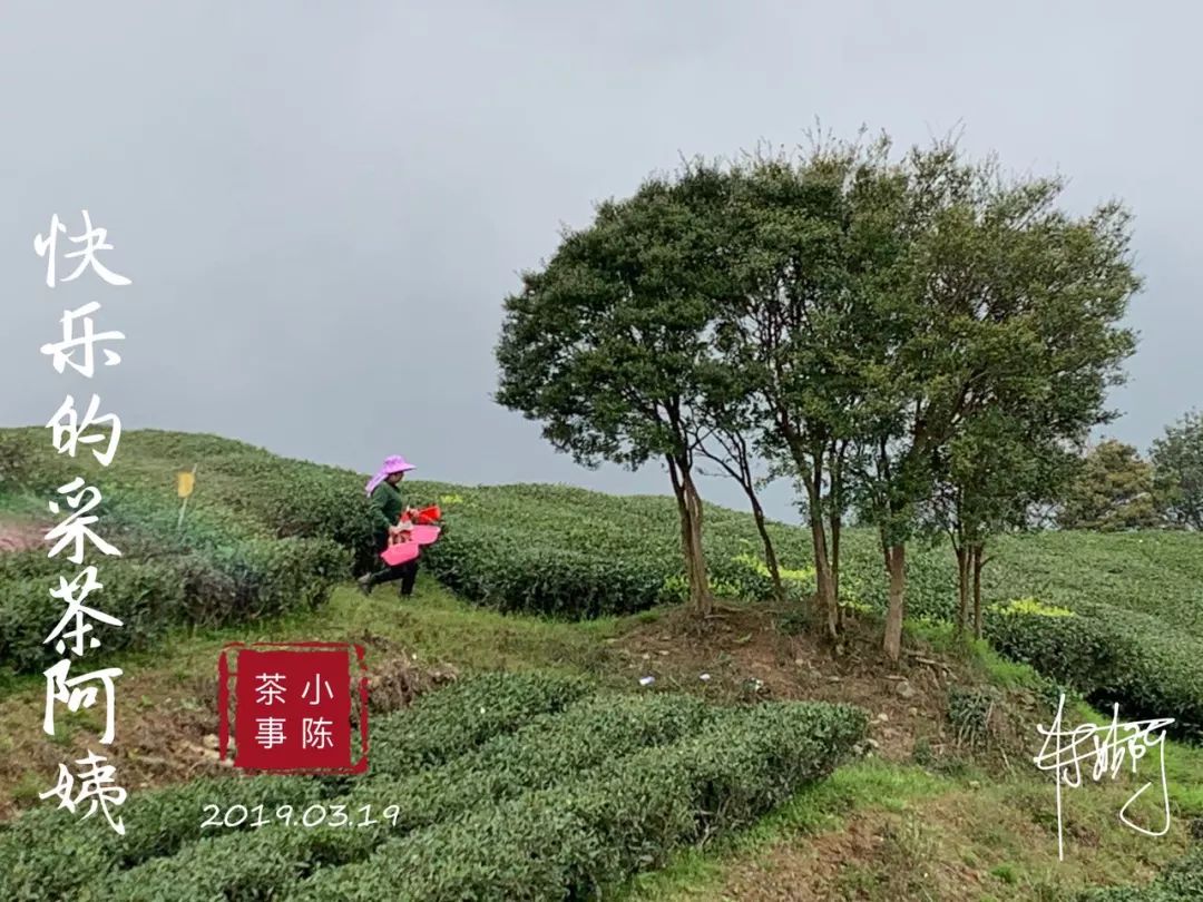 春茶季的朋友圈，尽是娇艳的少女，却忽视了主角，采茶的老阿姨们