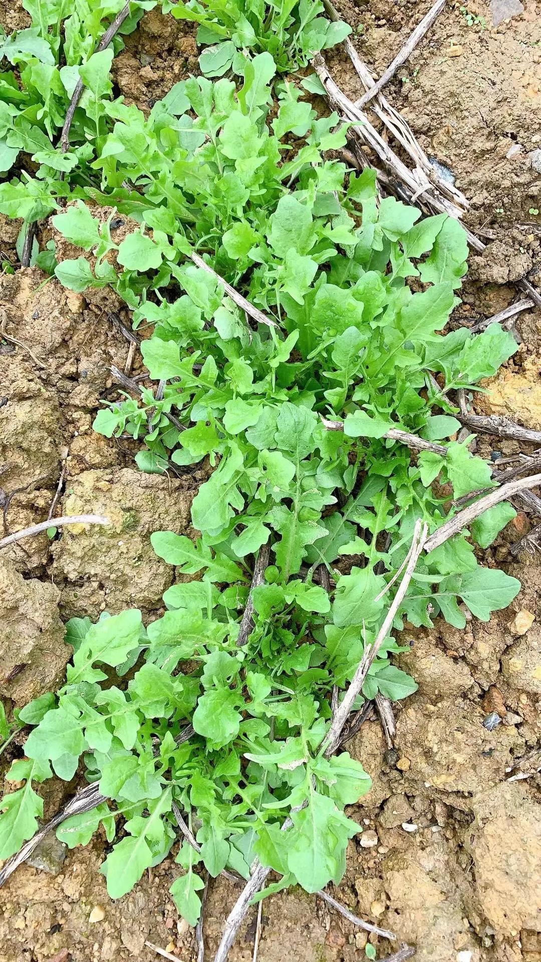野菜的种类和图片大全(41种常吃的野菜) - 赤虎壹号