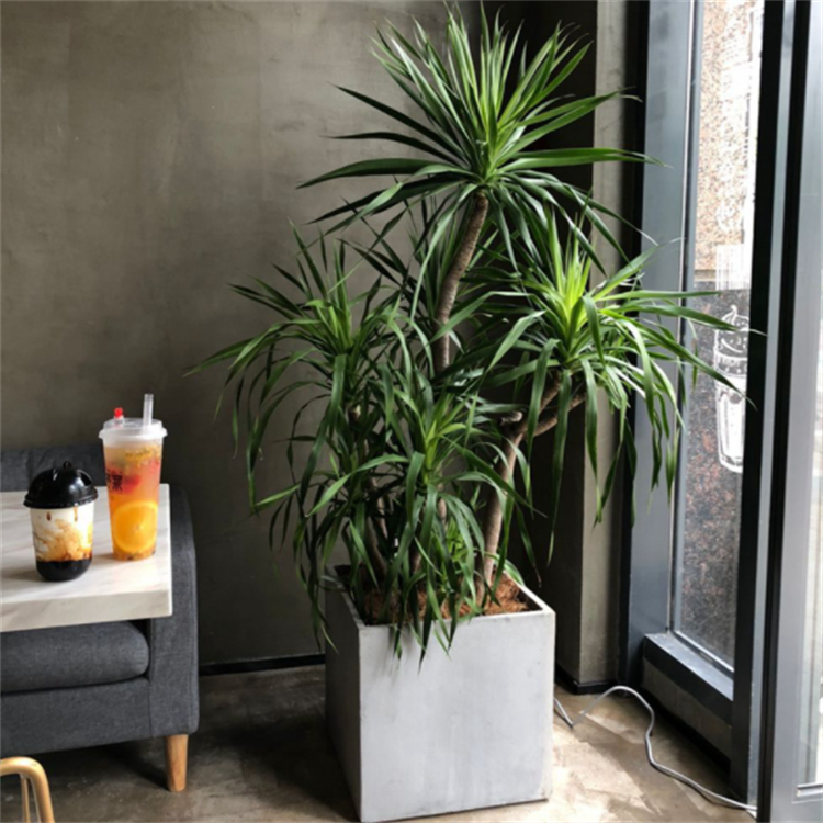 不过大家不用担心,室内的棕榈树会长成参天大树,因为它的生长速度极为