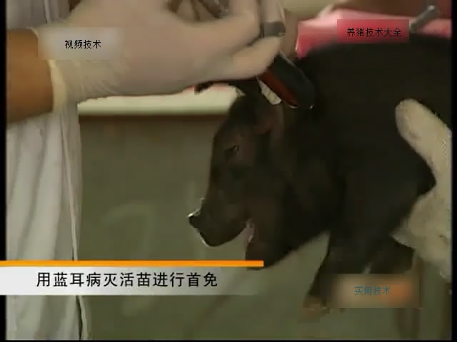 猪的免疫程序