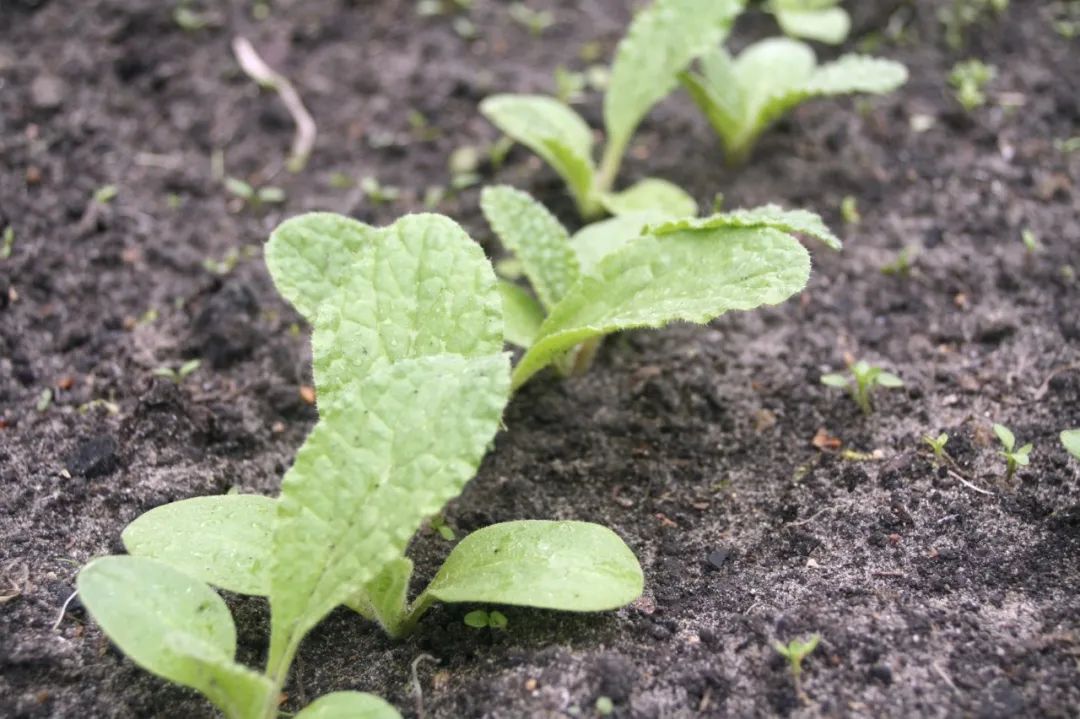 琉璃苣的种植方法和注意事项(耐寒耐旱的琉璃苣，基本不会感染虫害的花卉，光照越多开花越多)