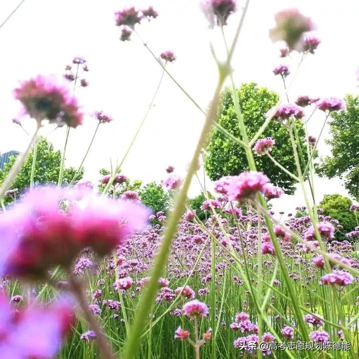 中医药大学（学院）2020年云南省一本批次招录统计分析