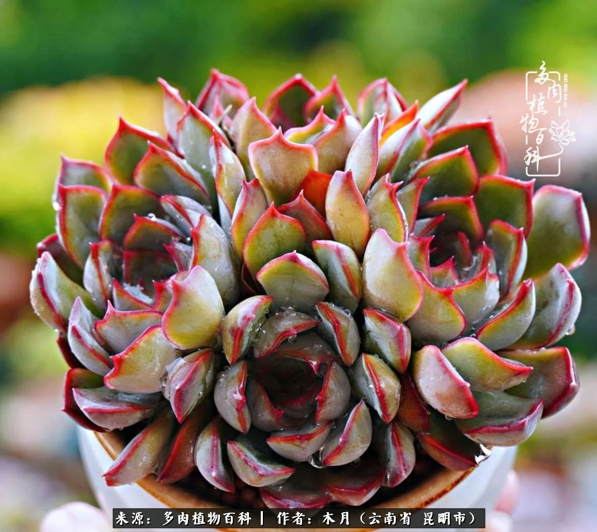 比利时玫瑰老桩怎么养忌讳什么「科普」 -骁龙网