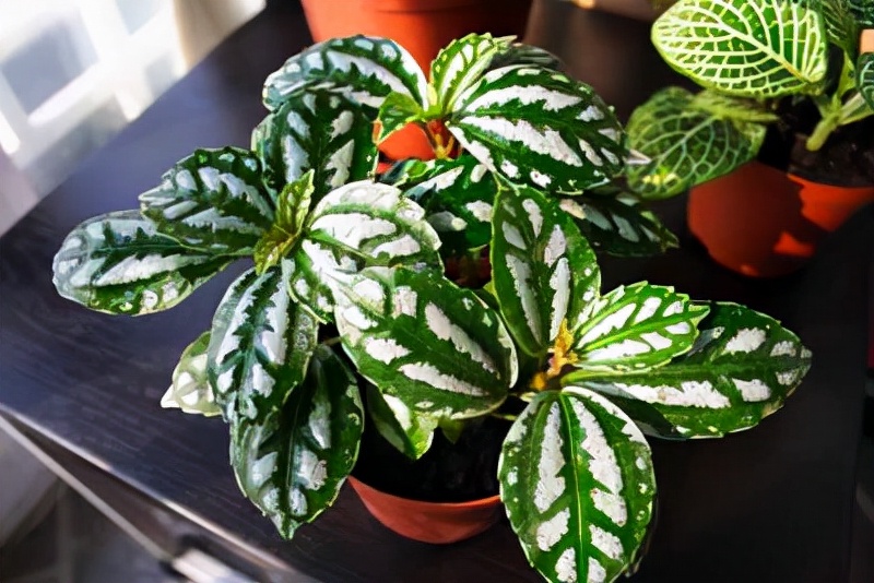 30种耐阴植物室内盆栽(超级耐阴的花没光也能养爆盆)