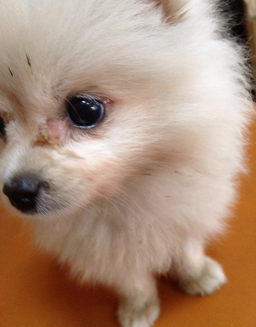 盘点博美犬的优缺点,看完你还心动吗?