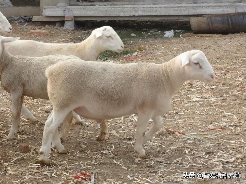 杜泊羊一代杂交羊一胎产5只,杂交杜泊羊种羊多少钱应该怎么挑选