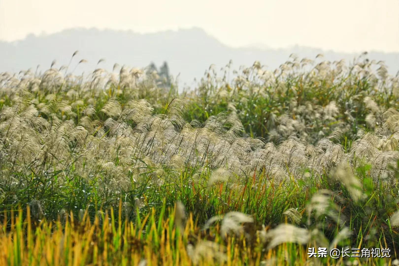 秋韵湖州，芦花飞扬：一场不容错过的诗意之旅